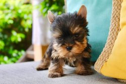 Tea Cup Yorkshire Terrier Yavrulari 3