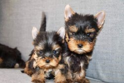 Tea Cup Yorkshire Terrier Yavrulari