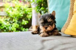 Tea Cup Yorkshire Terrier Yavrulari 4