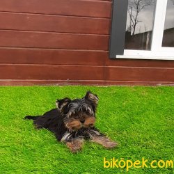 Tea Cup Yorkshire Terrier Yavrulari 5