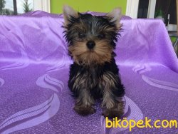 Tea Cup Yorkshire Terrier Yavruları 3