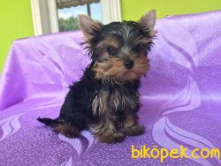 Tea Cup Yorkshire Terrier Yavruları 1