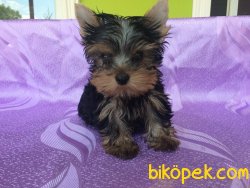 Tea Cup Yorkshire Terrier Yavruları 2