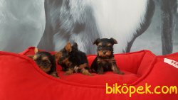 Tea Cup Yorkshire Terrier Yavrulari 3