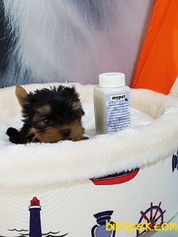 Tea Cup Yorkshire Terrier Yavrulari 2