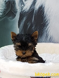 Tea Cup Yorkshire Terrier Yavrulari 3