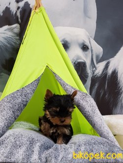 Tea Cup Yorkshire Terrier Yavrulari 1