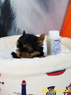 Tea Cup Yorkshire Terrier Yavrulari 5