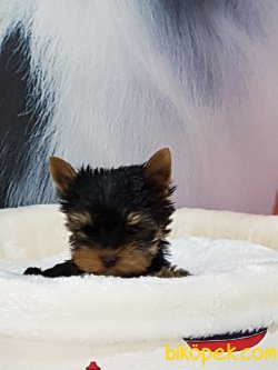 Tea Cup Yorkshire Terrier Yavrulari 4