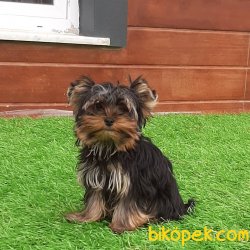 Tea Cup Yorkshire Terrier Yavrulari 3