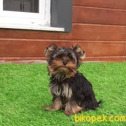 Tea Cup Yorkshire Terrier Yavrulari 2