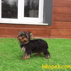 Tea Cup Yorkshire Terrier Yavrulari 5