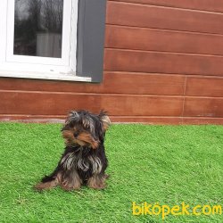 Tea Cup Yorkshire Terrier Yavrulari 4