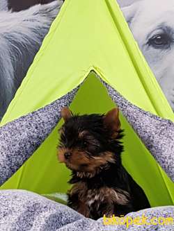 TEA CUP YORKSHIRE TERRIER YAVRULARI 5