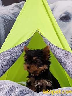 TEA CUP YORKSHIRE TERRIER YAVRULARI 4