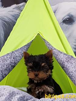 TEA CUP YORKSHIRE TERRIER YAVRULARI 1