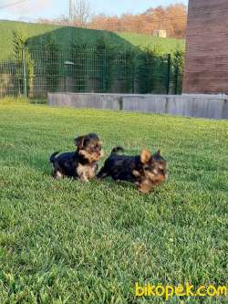 Tea Cup Yorkshire Terrier Yavrulari 1