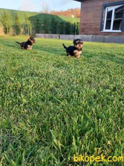 Tea Cup Yorkshire Terrier Yavrulari 5