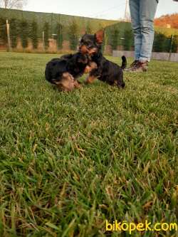 Tea Cup Yorkshire Terrier Yavrulari Istanbul 1