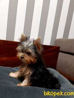 Tea Cup Yorkshire Terrier Yavrulari Istanbul 2