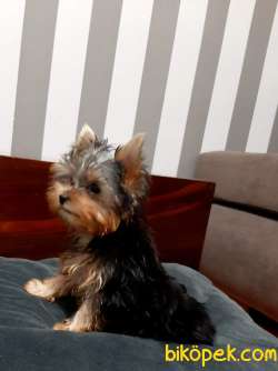 Tea Cup Yorkshire Terrier Yavrulari Istanbul 4