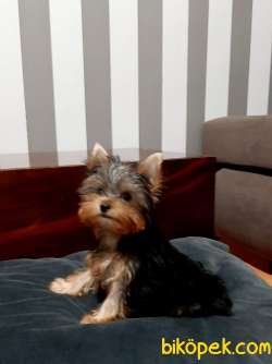 Tea Cup Yorkshire Terrier Yavrulari Istanbul 1