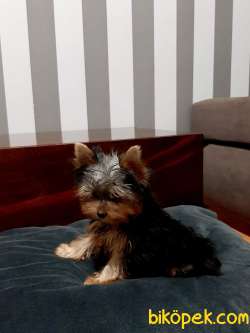 Tea Cup Yorkshire Terrier Yavrulari Istanbul 5