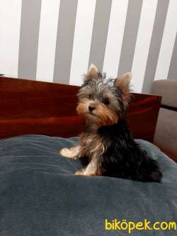 Tea Cup Yorkshire Terrier Yavrulari Istanbul 3