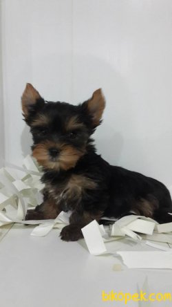 TEA CUP YORKSHIRE TERRIER YAVRULARIMIZ 2