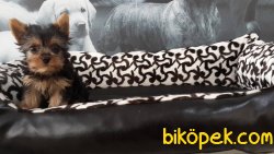 TEA CUP 0 NUMARA  YORKSHIRE TERRIER YAVRULARIMIZ 3