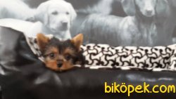 TEA CUP 0 NUMARA  YORKSHIRE TERRIER YAVRULARIMIZ 4