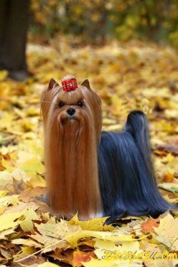 TEA CUP 0 NUMARA  YORKSHIRE TERRIER YAVRULARIMIZ 1