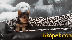 TEA CUP 0 NUMARA  YORKSHIRE TERRIER YAVRULARIMIZ 5