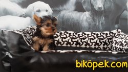 TEA CUP 0 NUMARA  YORKSHIRE TERRIER YAVRULARIMIZ 2