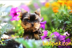 Tea Cup Yorkshire Terrier Yavrularımız 3