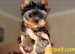 Tea Cup Yorkshire Terrier Yavrularımız 4