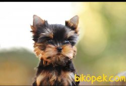 Tea Cup Yorkshire Terrier Yavrularımız 2