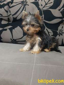 TEA CUP YORKSHIRE TERRIER YAVRULARIMIZ 5