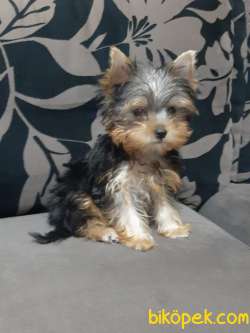 TEA CUP YORKSHIRE TERRIER YAVRULARIMIZ 3