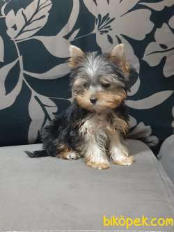 TEA CUP YORKSHIRE TERRIER YAVRULARIMIZ 4