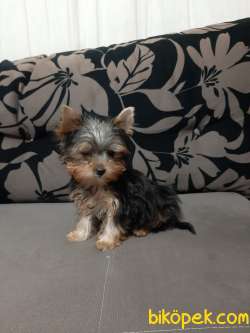 TEA CUP YORKSHIRE TERRIER YAVRULARIMIZ 2