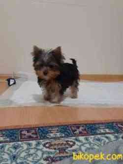 TEA CUP YORKSHIRE TERRIER YAVRULARIMIZ 4