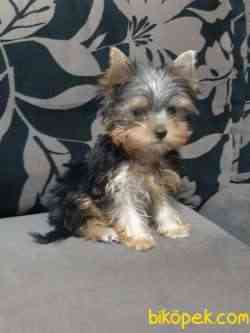 TEA CUP YORKSHIRE TERRIER YAVRULARIMIZ 2