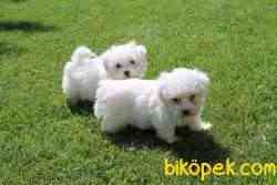 SATILIK TEA CUP MALTESE  TERRIER YAVRULARIMIZ 3