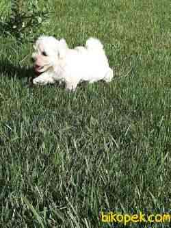 SATILIK TEA CUP MALTESE  TERRIER YAVRULARIMIZ 4
