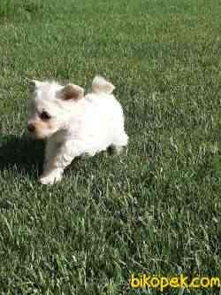 SATILIK TEA CUP MALTESE  TERRIER YAVRULARIMIZ 5
