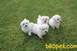 SATILIK TEA CUP MALTESE  TERRIER YAVRULARIMIZ 1