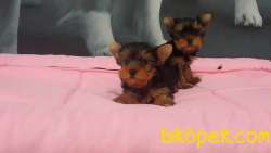 TEA CUP YORKSHIRE TERRIER YAVRULARIMIZ 2