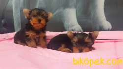TEA CUP YORKSHIRE TERRIER YAVRULARIMIZ 4