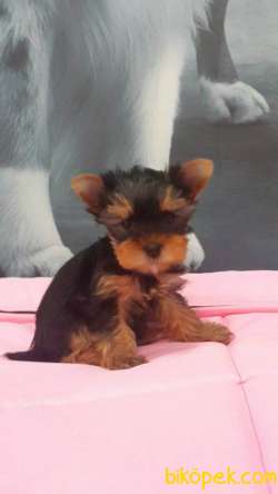 TEA CUP YORKSHIRE TERRIER YAVRULARIMIZ 1
